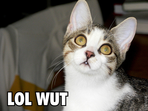 Lolwut_cat.jpg